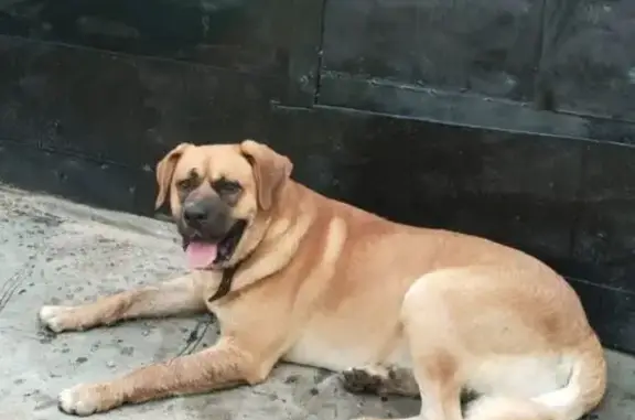 Найдена собака, МО, бежево-рыжий окрас