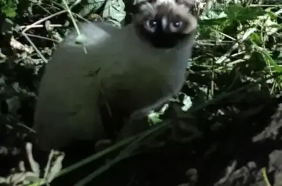 Сиамская кошка на Удмуртской, 151, Ижевск