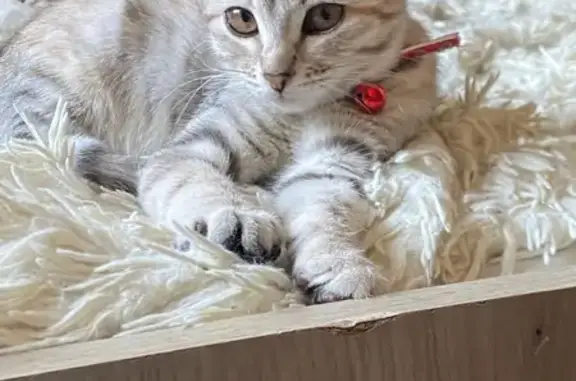 Пропала кошка, ул. Мира, 44, Южноуральск