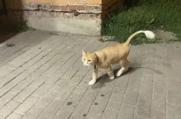Найдена кошка, Калуга, фото: Кот найден у Пятерочки, Мичурина 11, Калуга