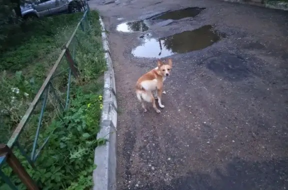 Найдена собака, , фото: Найдена собака на ул. Склизкова, Тверь
