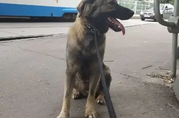 Найдена собака, Москва, фото: Собака найдена: Коптевская ул., 34 к2