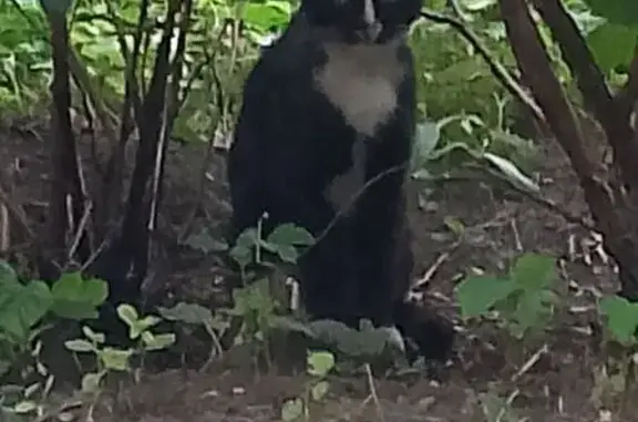 Найдена кошка, Москва, фото: Кошка найдена: Черкизово—Электрозавод, Москва