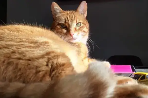 Кошки потеряшки, Некрасовский, фото: Потеряшка кошка, Некрасовский, 46Н-05799