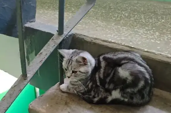 Найдена кошка, Чебоксары, фото: Кошка найдена в подъезде на Гражданской 131/1