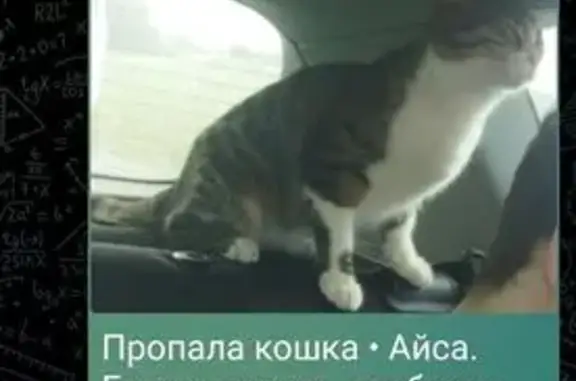 Кошки потеряшки, Омск, фото: Потеряшка кошка, 2-я Солнечная 49В, Омск