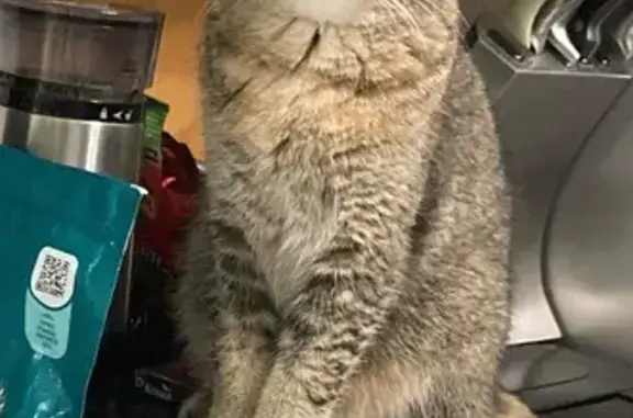 Кошки потеряшки, , фото: Потеряшка кошка, пр. Степана Разина, 4