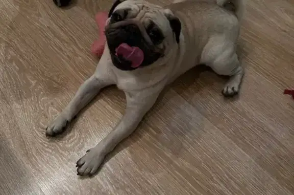 Найдена собака, Домодедово, фото: Пес найден: ул. Ломоносова 14, Домодедово