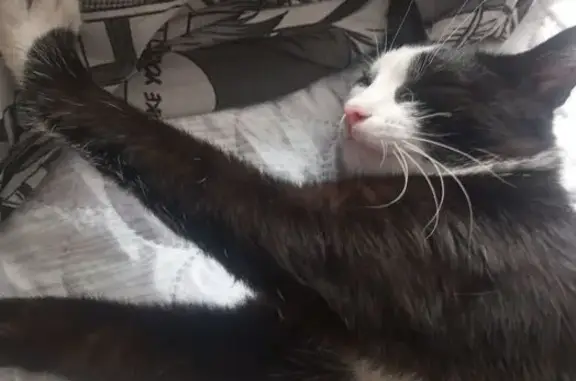 Пропала кошка, Уральская ул. 49, Катав-Ивановск