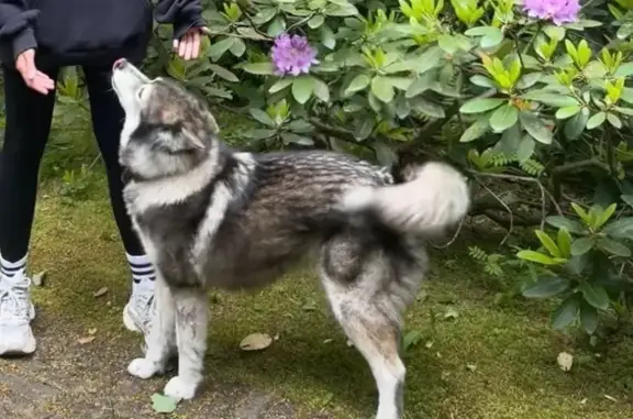 Собаки потеряшки, Репино, фото: Потеряшка собака Лайка, Репино, Советская