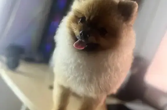 Собаки потеряшки, Ярославль, фото: Потеряшка собака, ул. Маяковского 35, Ярославль