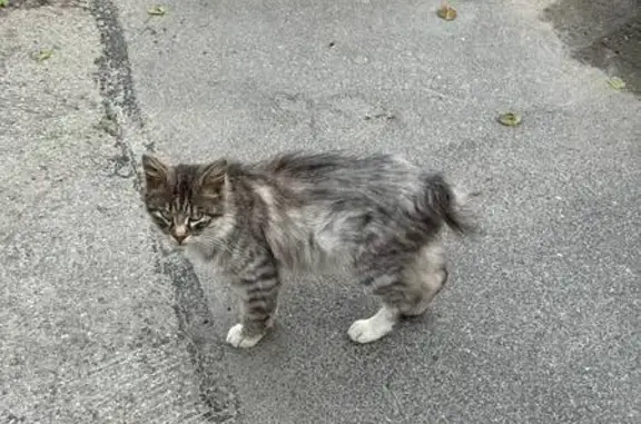 Кошка найдена: Индустриальный пр. 28, СПб