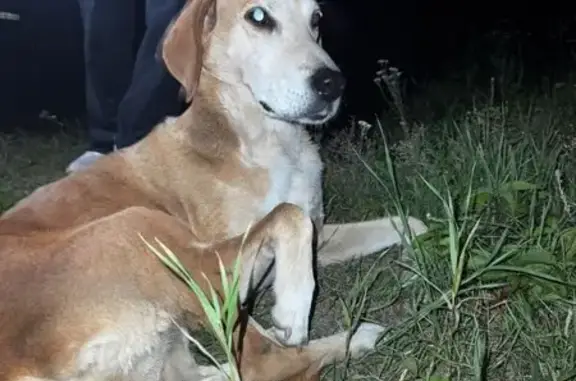 Найдена собака, Рязанская область, фото: Найдена собака в Ершово, Рязанская обл.