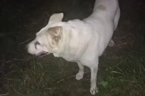 Найден кобелек: Ярославль, Новостройка 27