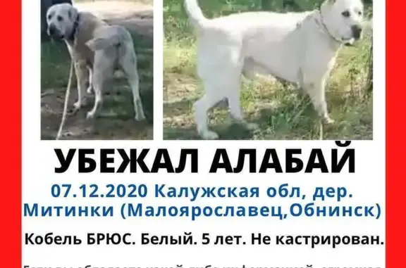 Пропала собака Белый, МО
