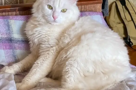 Пропал белый котик, Воскресенск, Центр. 7