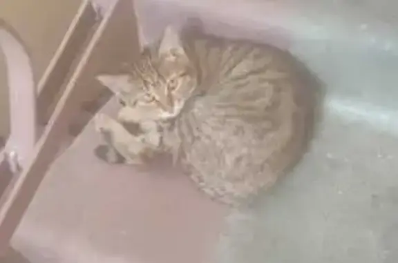 Найдена кошка, 1-я Полковая ул., 6, Тамбов