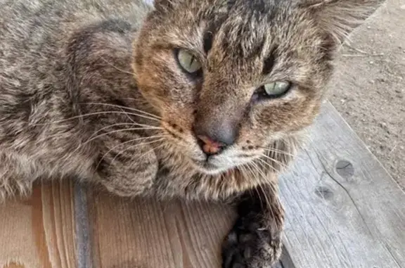 Найдена кошка, Будовское, фото: Ласковая кошка найдена, Тверская область