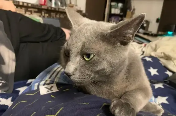 Найдена кошка, Воронеж, фото: Кошка найдена: Автогенный пер., 15, Воронеж