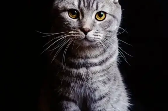 Пропала кошка, ул. Горького, 46Б, Ю-Сах.