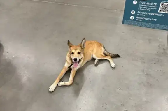 Найдена собака: Окружное шоссе, 35