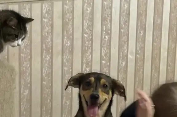 Найдена собака, Челябинск, фото: Собака найдена: ул. Молодогвардейцев, 57к1