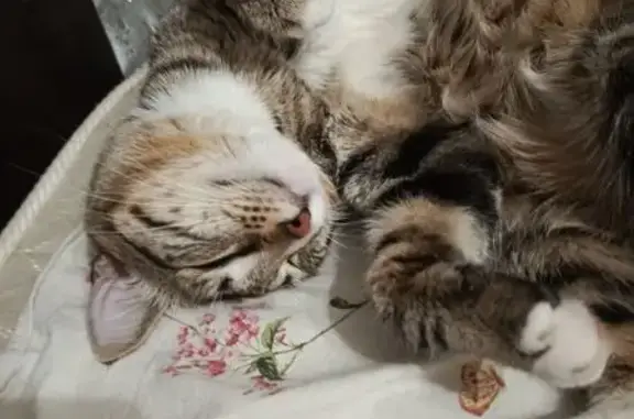 Кошки потеряшки, Комсомольск-на-Амуре, фото: Потеряшка кошка, пр. Мира 28, Комсомольск-на-А.