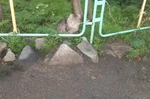 Найдена кошка, Мурманск, фото: Найдена кошка, ул. Маклакова 48, Мурманск