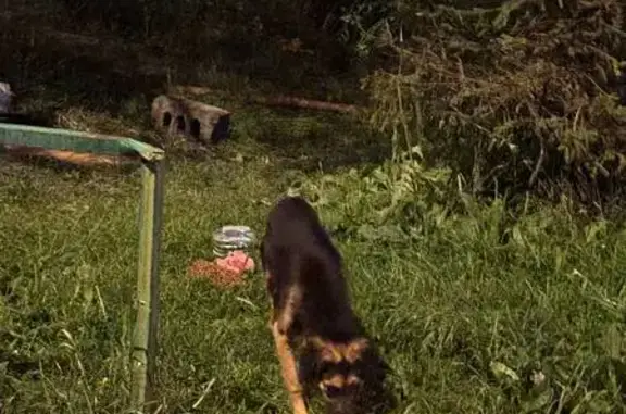 Собака найдена: ул. Карпинского, 118, Пермь