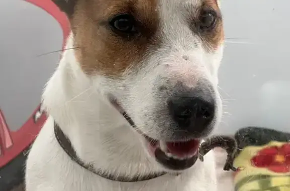 Найдена собака, Шарыпово, фото: Найдена собака на Комсомольской, Шарыпово