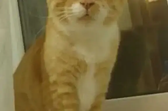 Кошки потеряшки, Хабаровск, фото: Потеряшка рыжий котик на Т/океанская 188