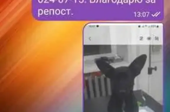Пропала собака, Александро-Заводская 5