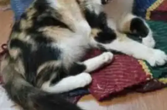 Найдена кошка, Бийск, фото: Трёхцветная кошка найдена на ул. Трофимова, Бийск