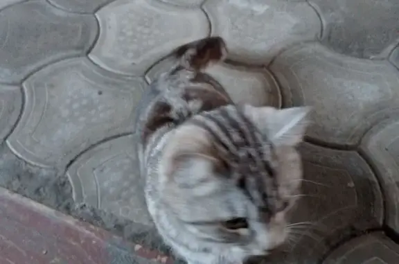 Найдена кошка, Челябинск, фото: Кошка найдена: Валдайская ул., 40, Челябинск