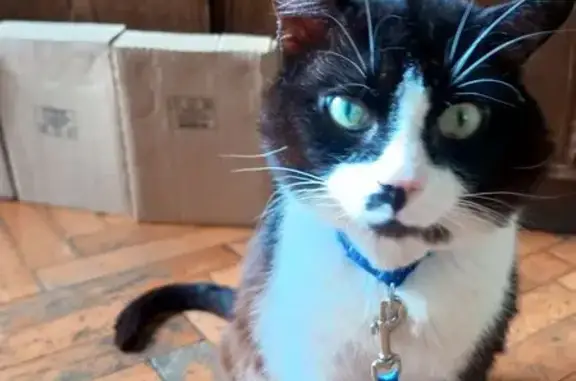 Кошки потеряшки, Санкт-Петербург, фото: Потеряшка кот Гоша, ул. Крупской, СПб