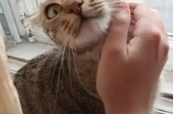 Кошки потеряшки, Ульяновск, фото: Потеряшка кошка, Октябрьская 31, Ульяновск