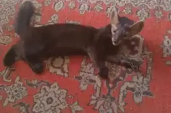 Пропал хорек, Тюменская обл.