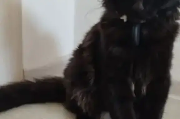 Найдена кошка, Тюмень, фото: Ласковая черная кошка найдена на Монтажников, 44