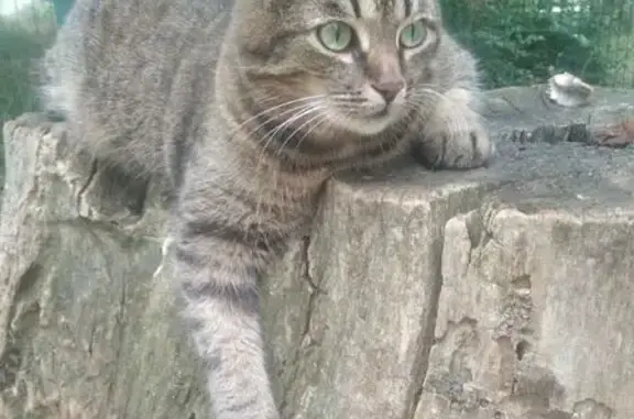 Пропал кот Марсель, Парковая ул., Керчь