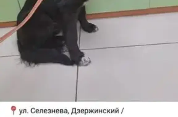 Пропала собака, ул. Селезнёва 31, НСК
