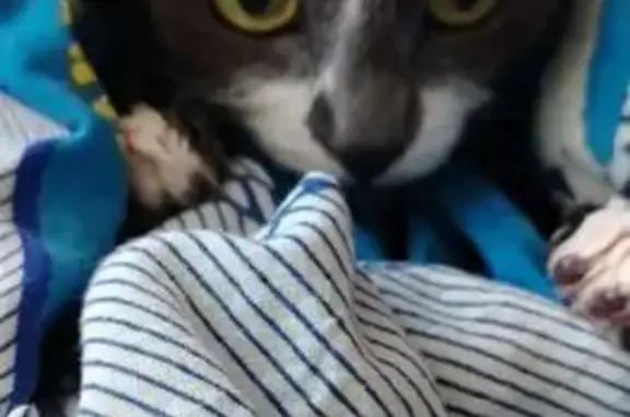 Кошки потеряшки, Красноярск, фото: Потеряшка кошка, 2-я Хабаровская, 8А