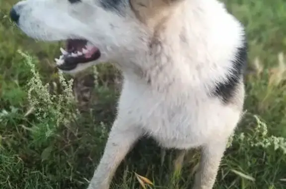 Найдена собака, , фото: Щенок найден: ул. Бабушкина, 21, Тельма