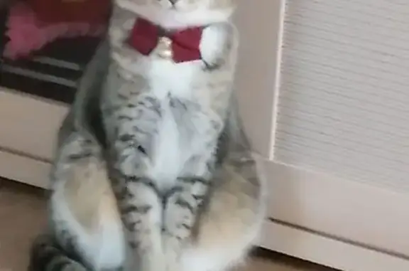 Кошки потеряшки, Новый Уренгой, фото: Потеряшка кошка, Приозёрная 16, Новый Уренгой