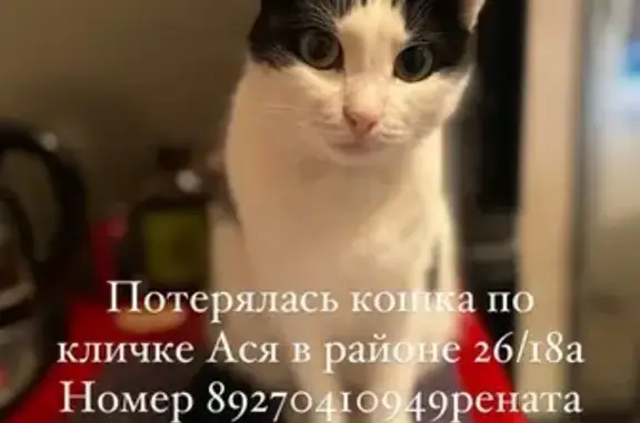 Пропала кошка, Набережные Челны 26/14