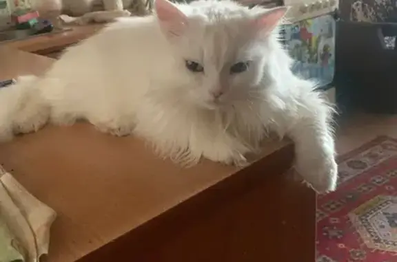 Пропала белая кошка, Нижняя Дуброва 32