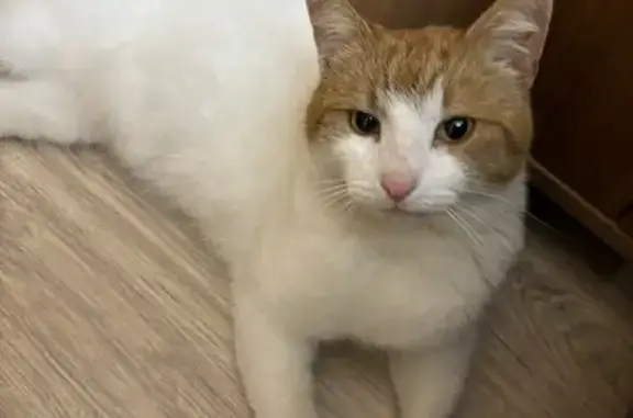 Найдена кошка, Петергоф, фото: Кошка найдена у наб. Ольгина пруда, Петергоф