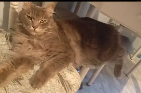 Кошки потеряшки, Хабаровск, фото: Потеряшка кошка, ул. Блюхера, 2Б, Хабаровск