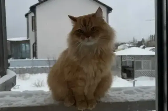 Пропала кошка, ст. Люкшудья, Удмуртия