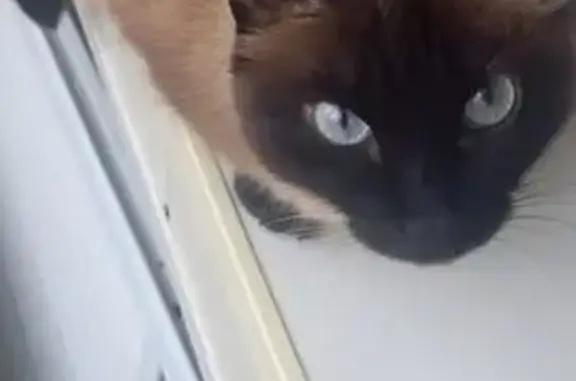 Объявления о пропавших и найденных животных, Тарко-Сале, фото: Пропала кошка, ул. Победы 35, Тарко-Сале