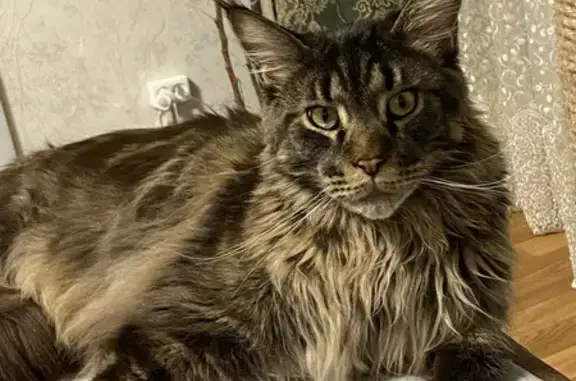 Пропала кошка, МО, Мейн Кун, 2.5 года